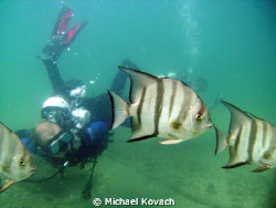 Spade fish and divers on the Inside Reef at Lauderdale by... by Michael Kovach 